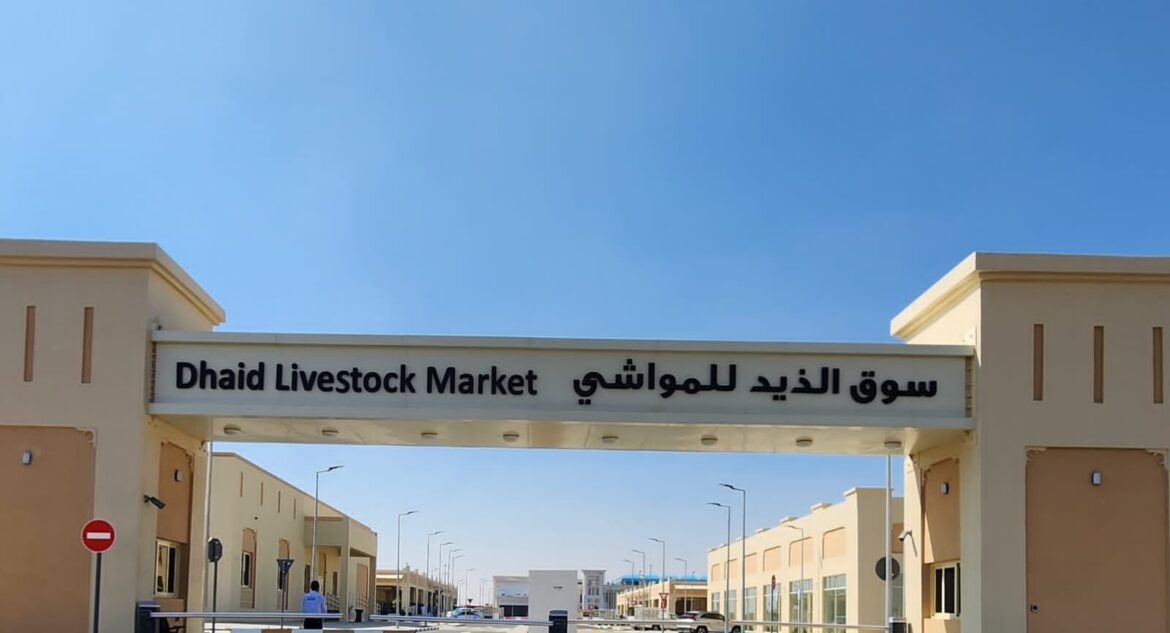 Dhaid livestock market Sharjah Asset Management takes over management of Al Dhaid Livestock Market