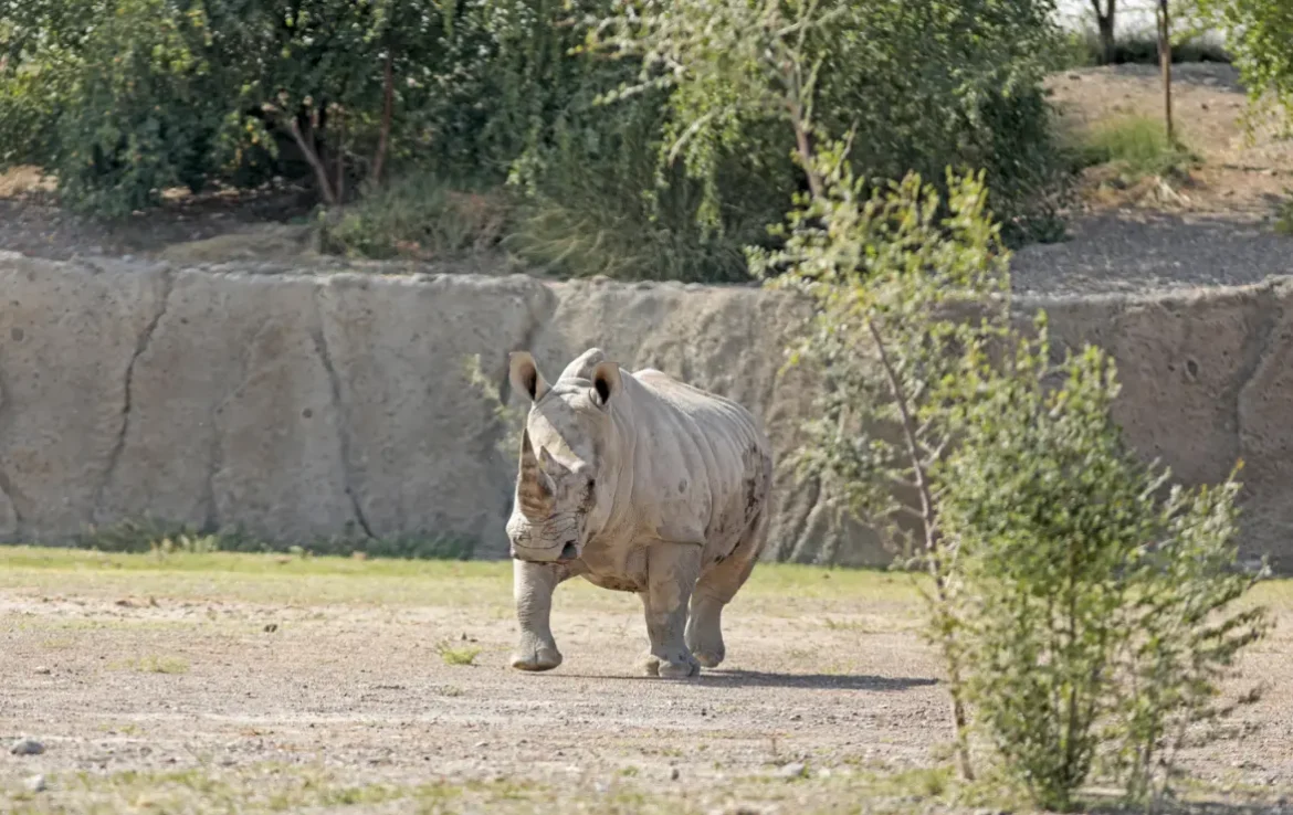 Sharjah safari park ticket price, timings